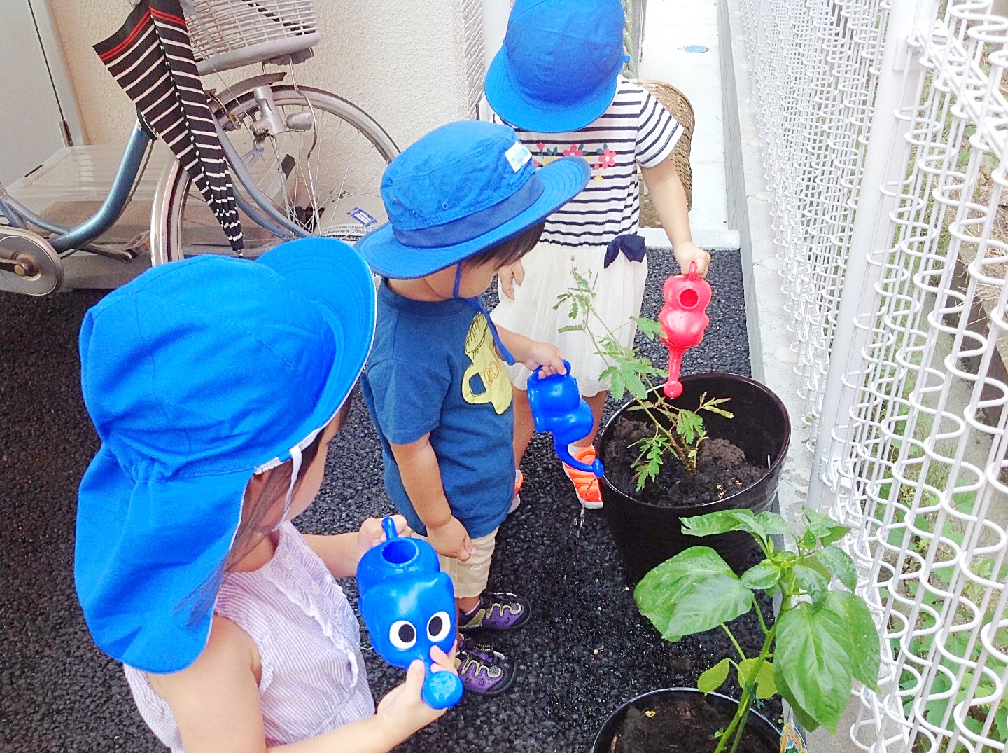 ★観察・飼育★　･植物・生物