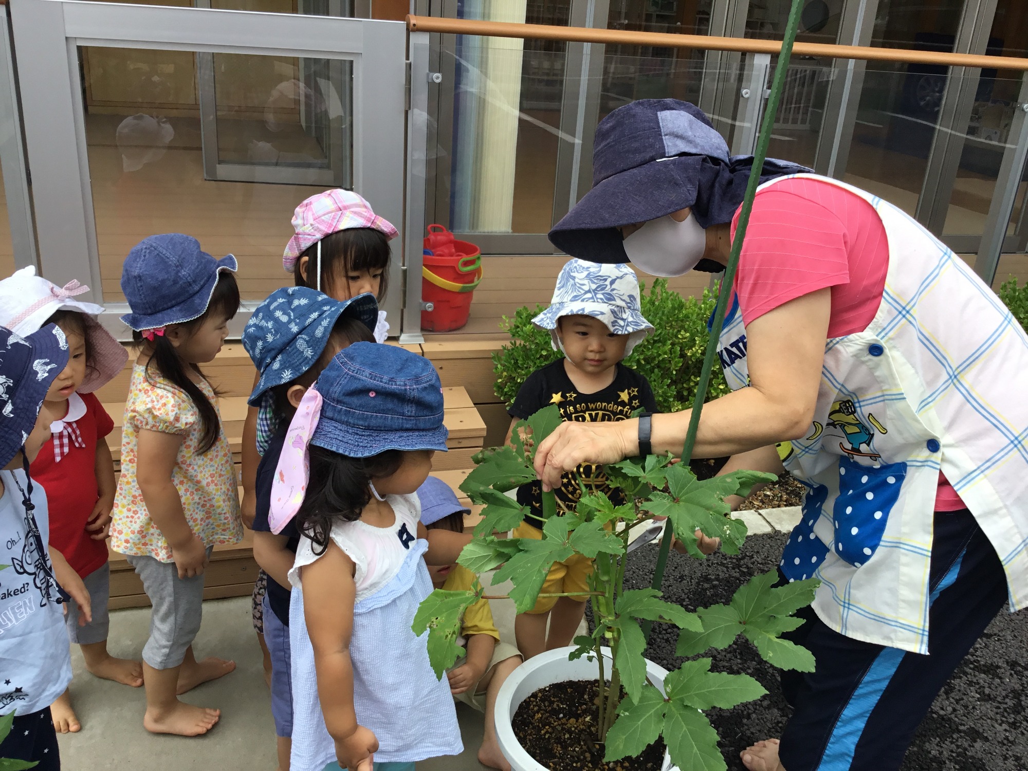 ★観察・飼育★　･植物・生物