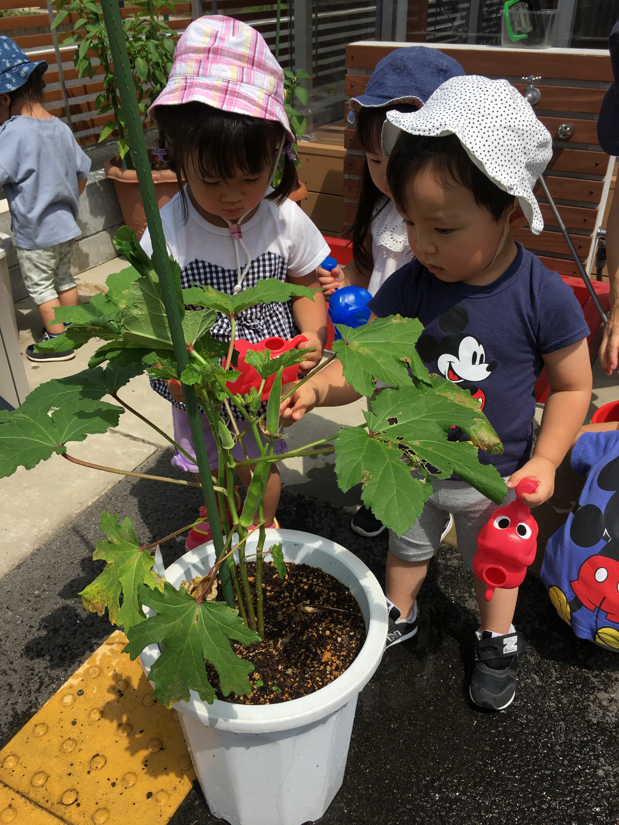 ★観察・飼育★　･植物・生物