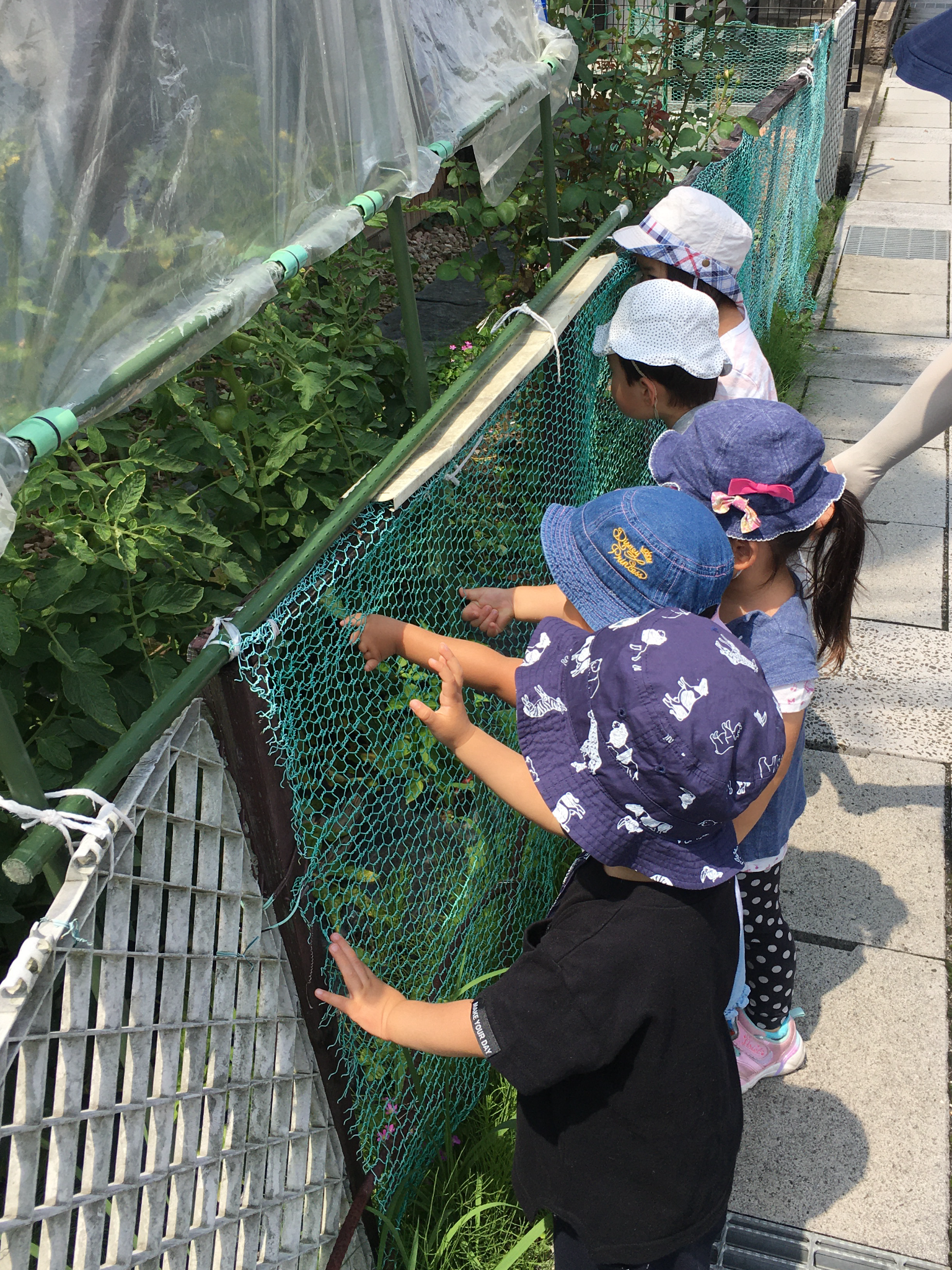 ★観察・飼育★　･植物・生物