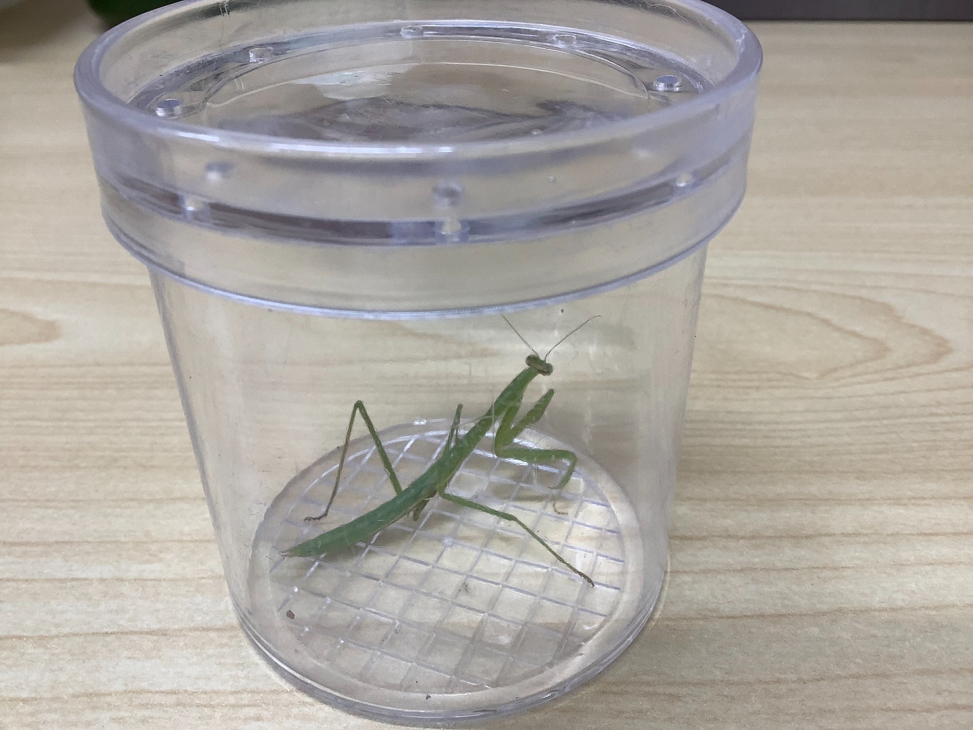 ★観察・飼育★　･植物・生物