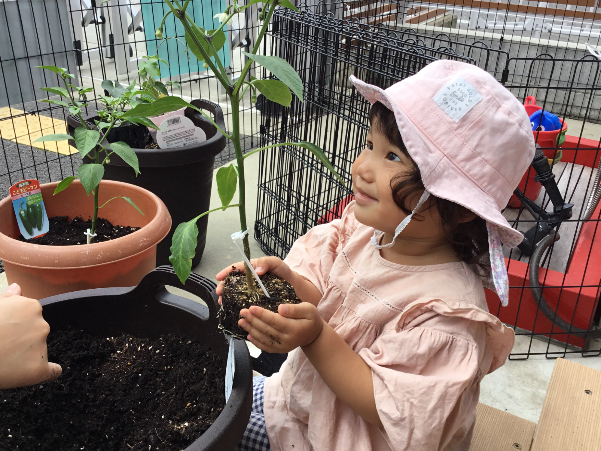 ★観察・飼育★　･植物・生物