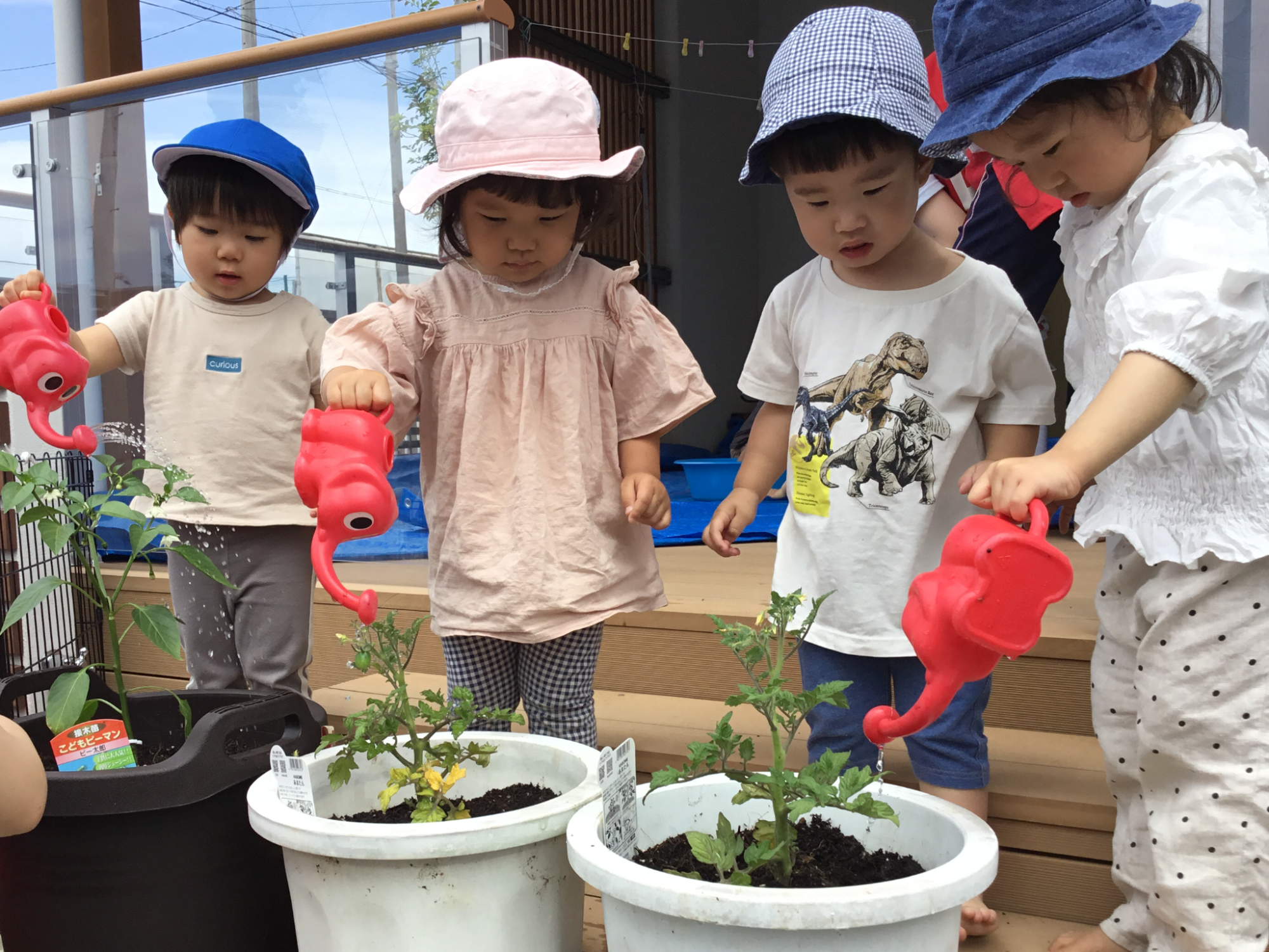 ★観察・飼育★　･植物・生物