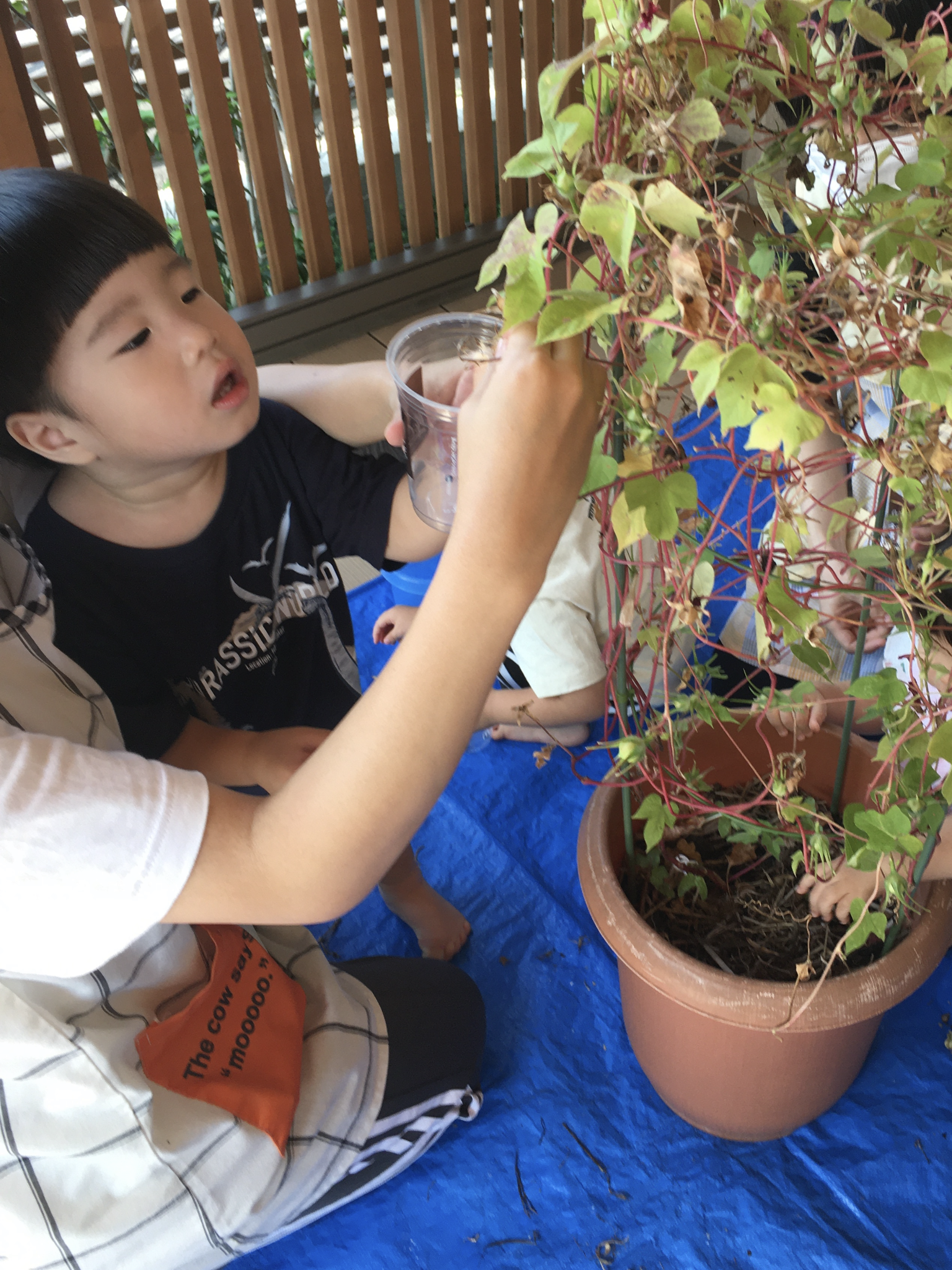★観察・飼育★　･植物・生物